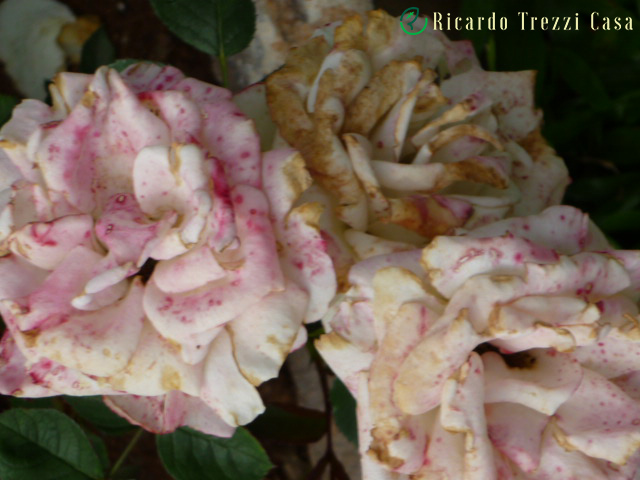 Doenças de plantas | Rosa