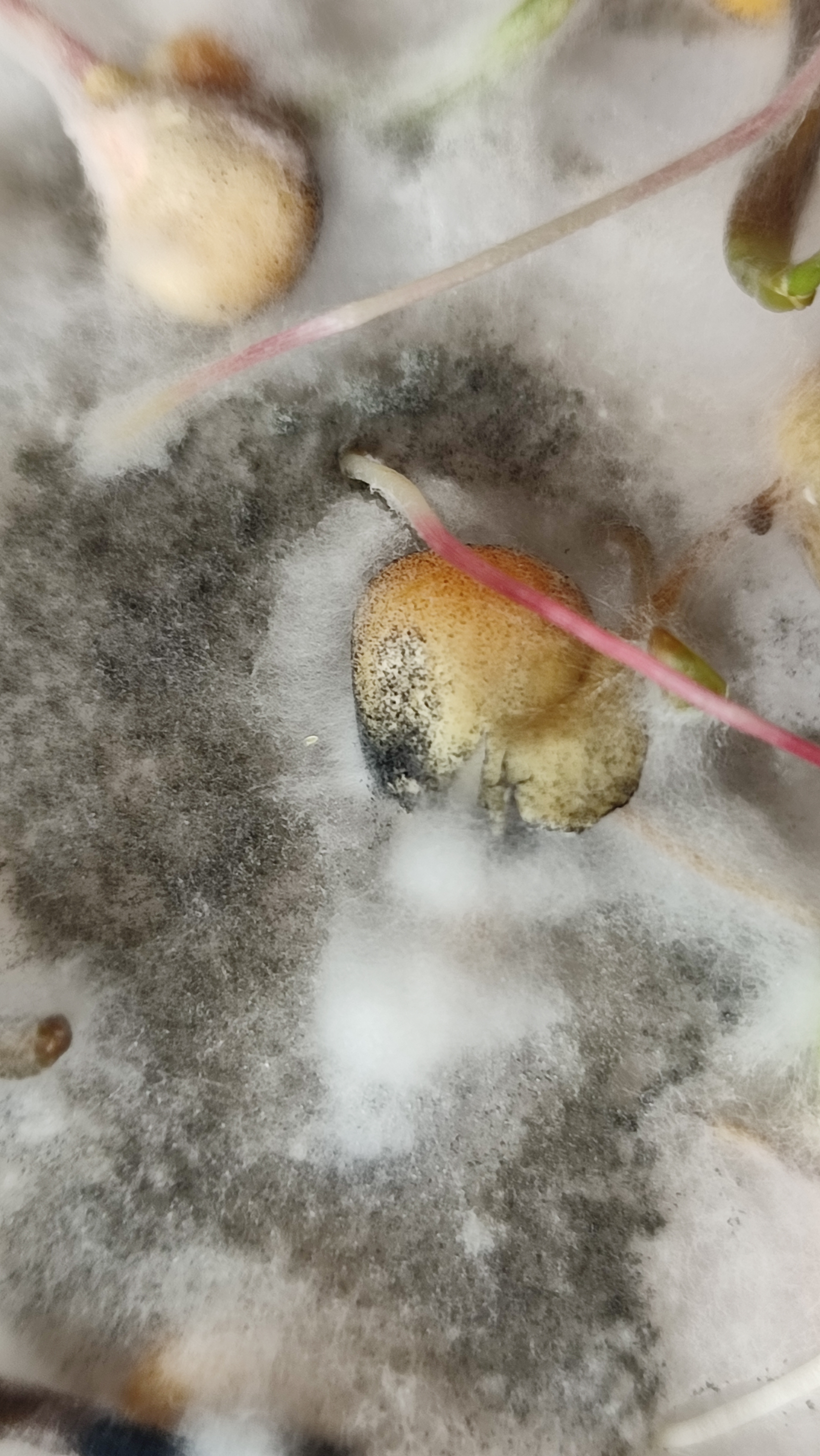 Nigrospora