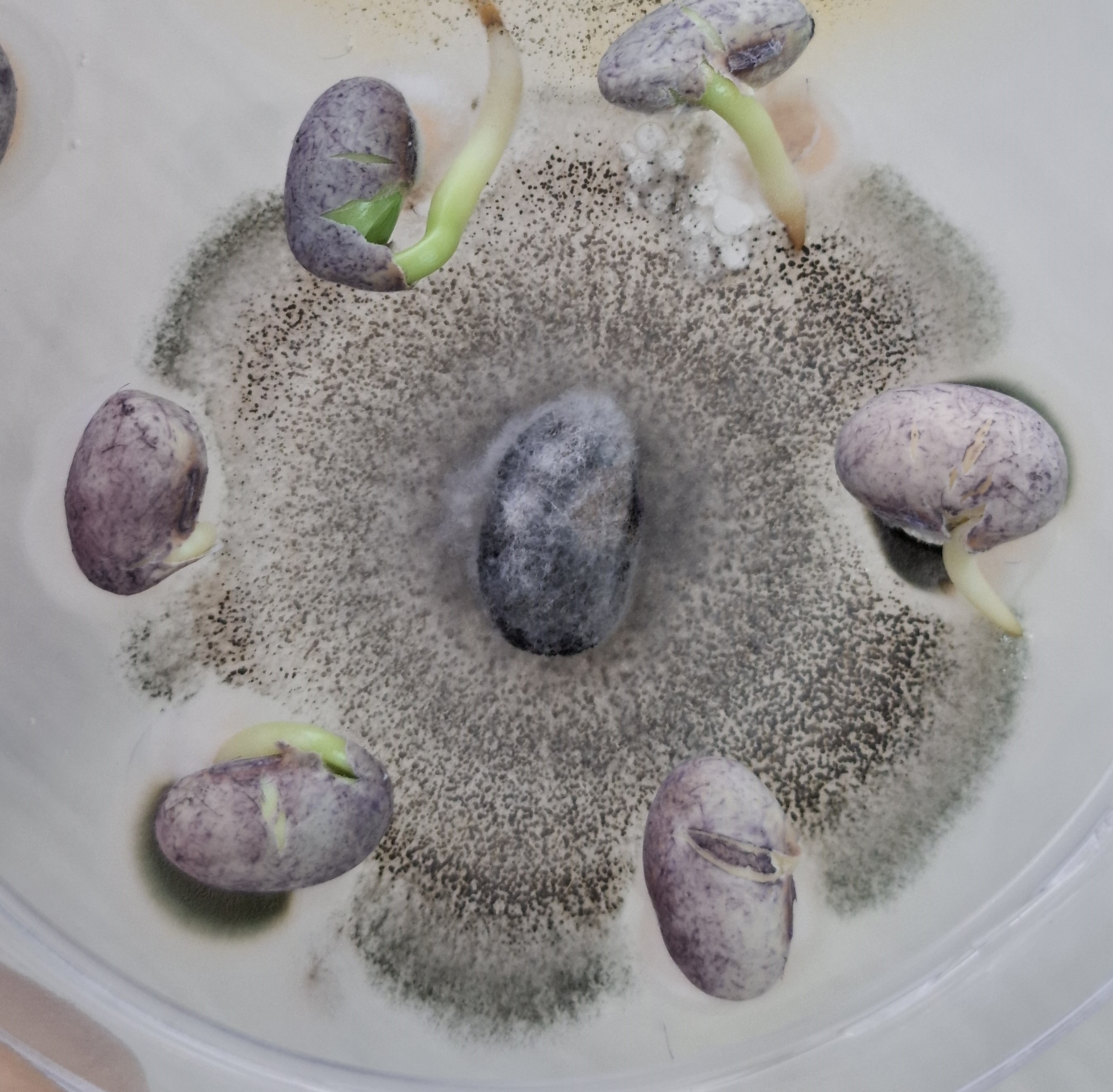 Colletotrichum